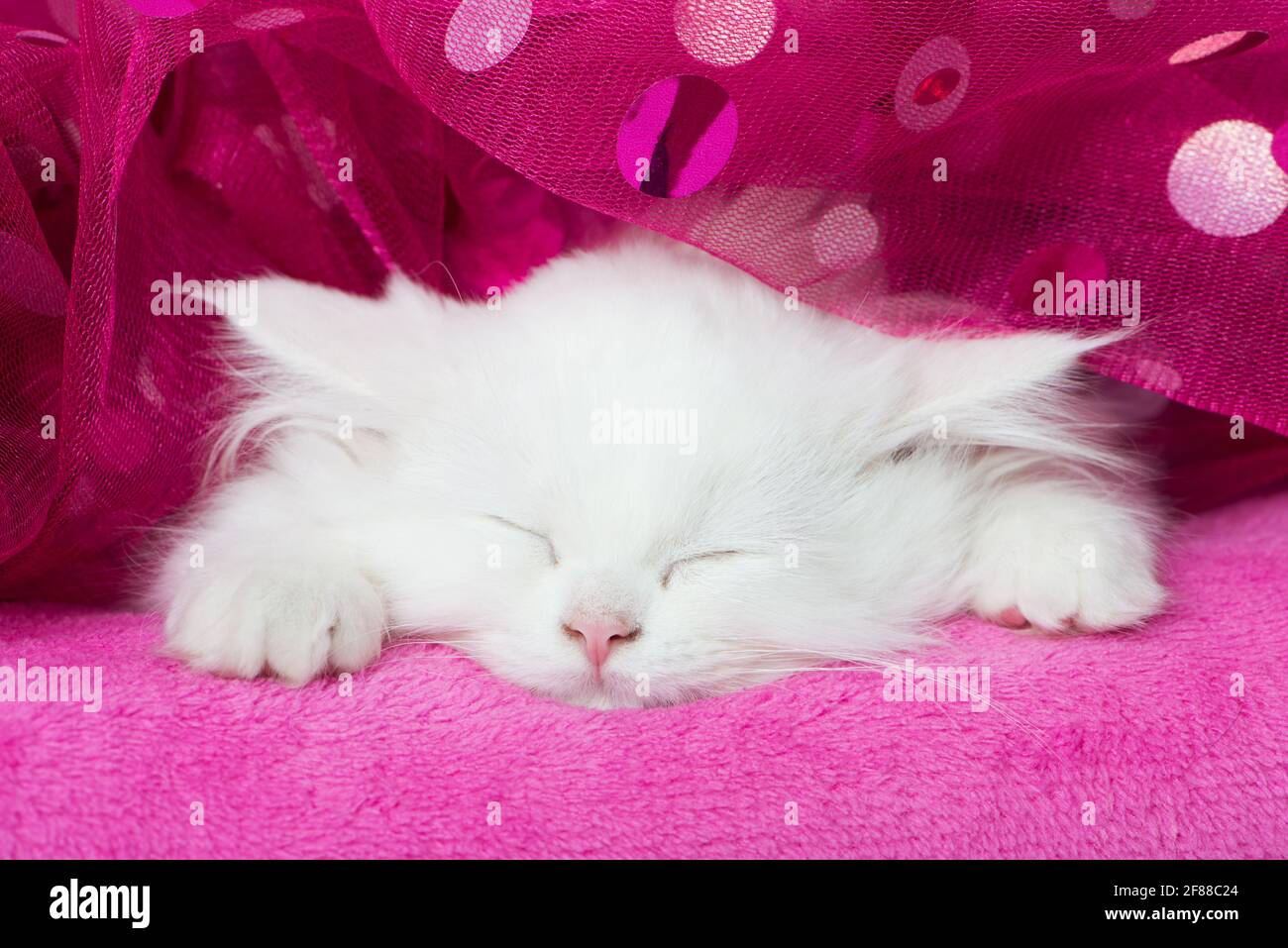Cute kitten sleeping on a pink blanket Stock Photo - Alamy