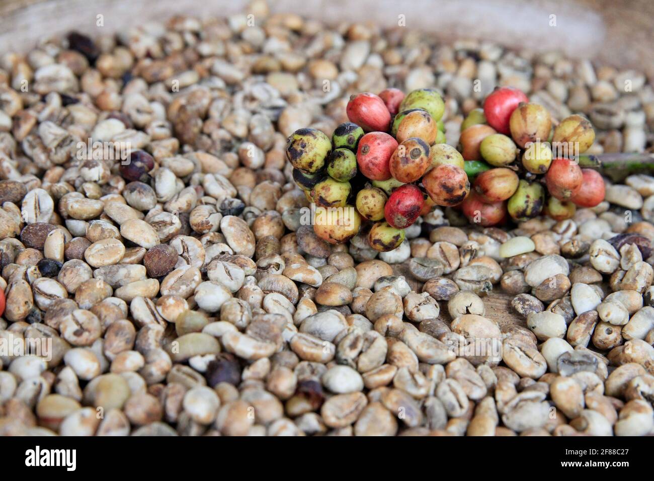 Coffee beans and red coffee berries in Bali, Indonesia Stock Photo Alamy