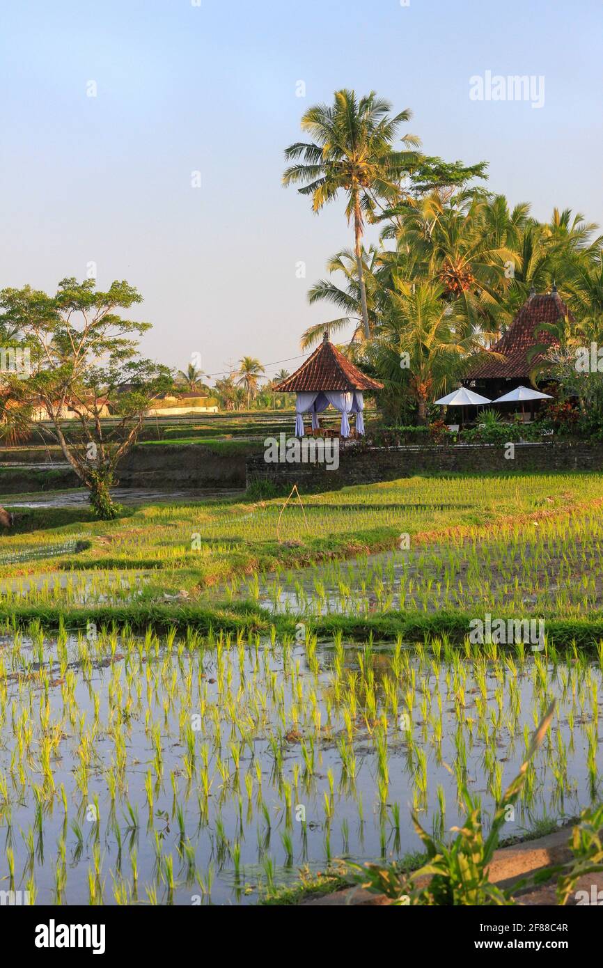 Rice fields with palm trees and reflection in water in Bali, Indonesia Stock Photo