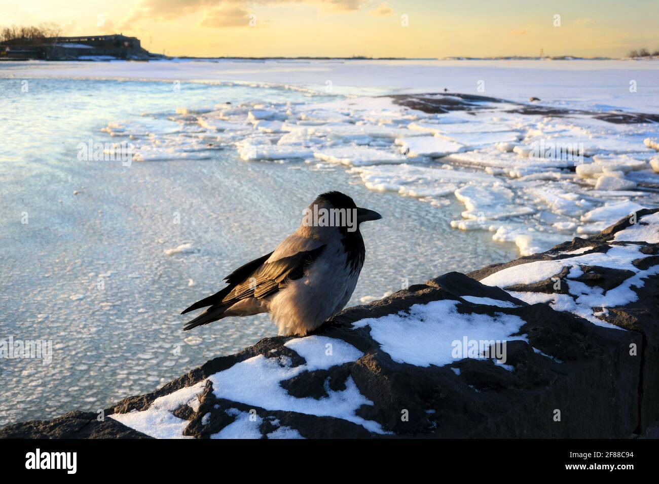 Hooded Crow, Corvus cornix, perched on seafront embankment and watching the sea ice run. March 2021. Stock Photo