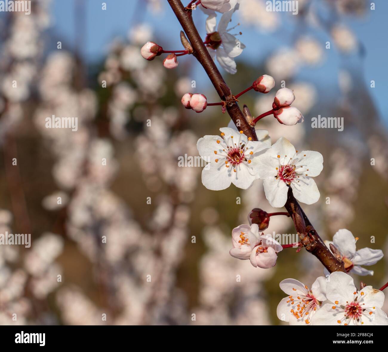 Cherry blossoms on branch hi-res stock photography and images - Alamy