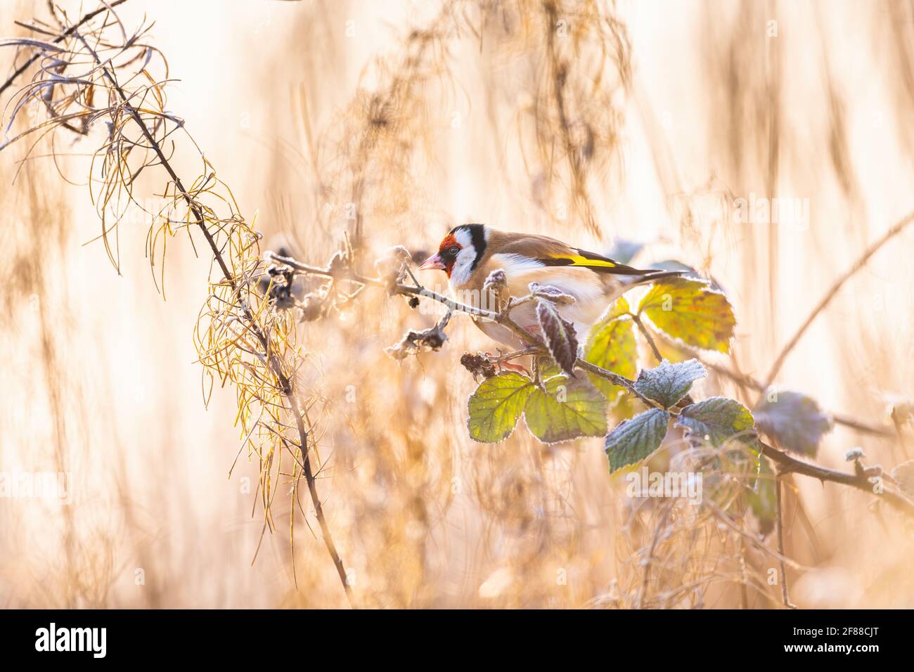 Portrait of a colourful Goldfinch in the early winter sunrise perched on a bramble branch amongst the grasses Stock Photo