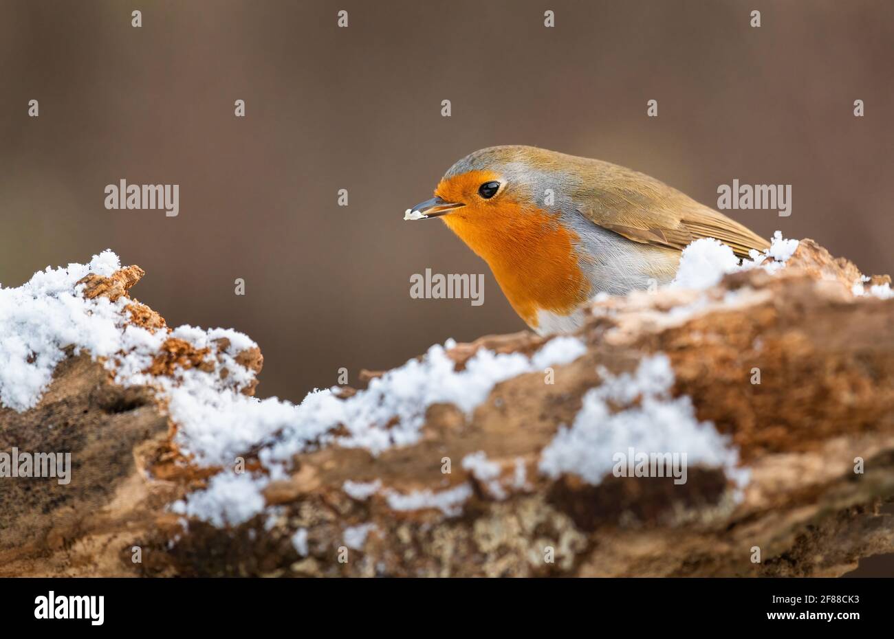Portrait of a common garden Robin sitting on the edge of a snow covered tree stump with a blurred background. Stock Photo
