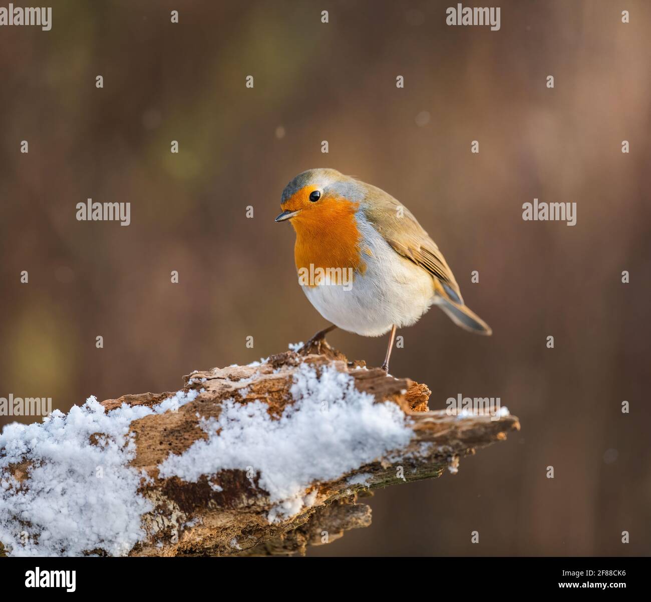 Portrait of a common garden Robin sitting on the edge of a snow covered tree stump with a blurred background. Stock Photo