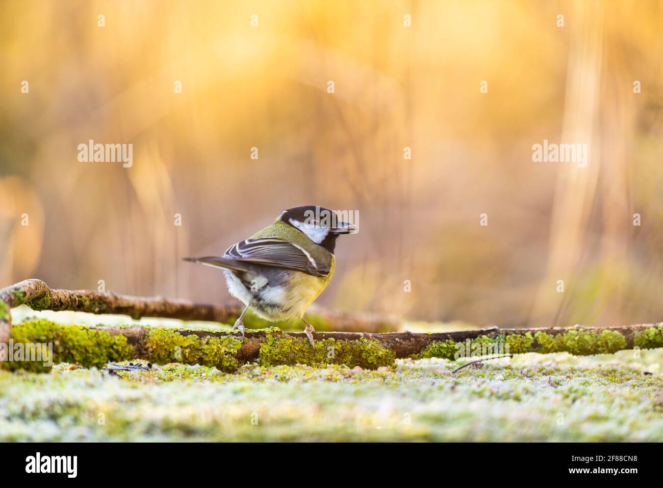 Portrait of Common Great Tit sitting amongst moss covered fallen branches, frost on the ground & the warm early morning sunrise backlighting the bird Stock Photo