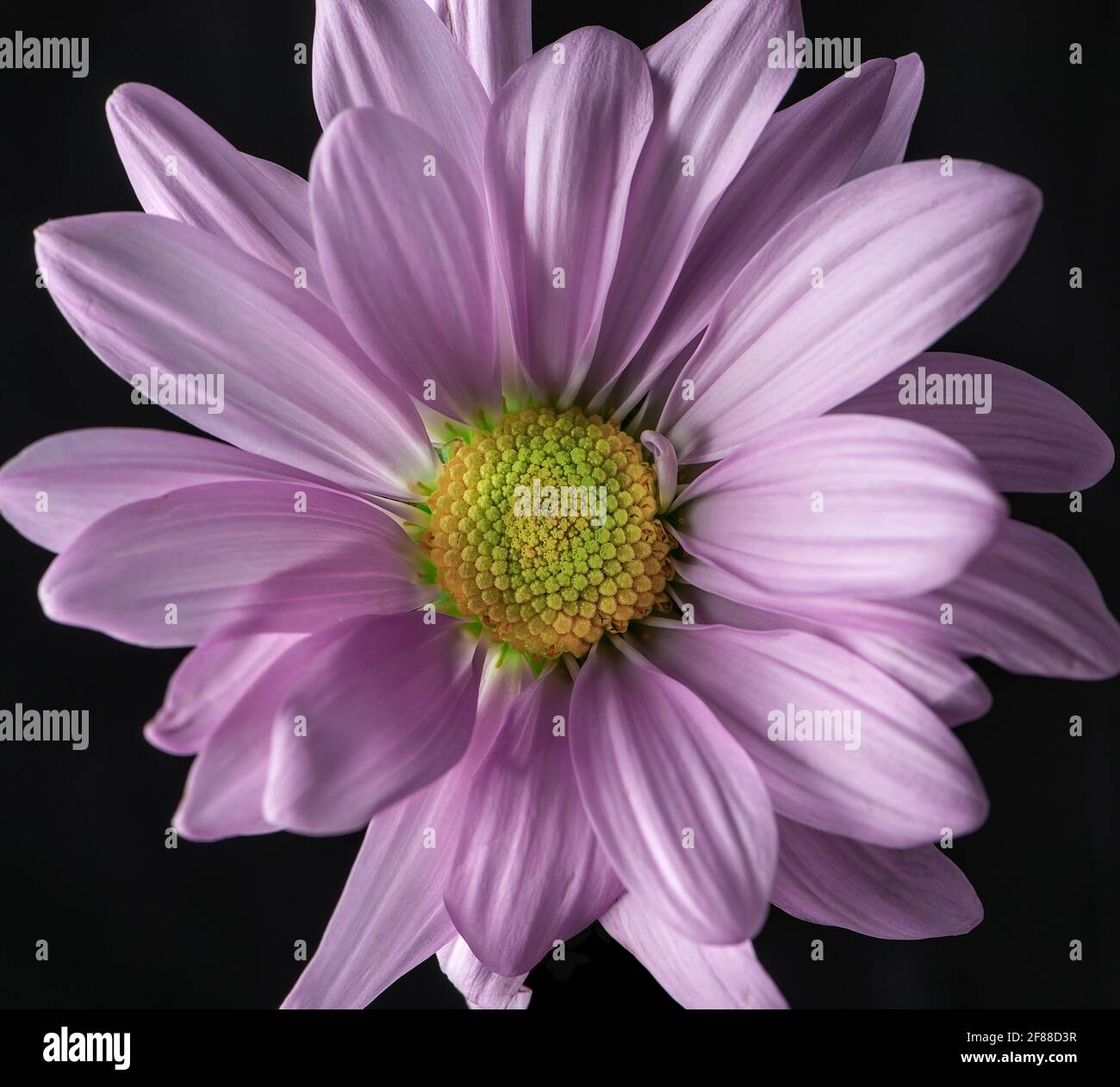 Close up of vibrant pink daisy with a black background Stock Photo