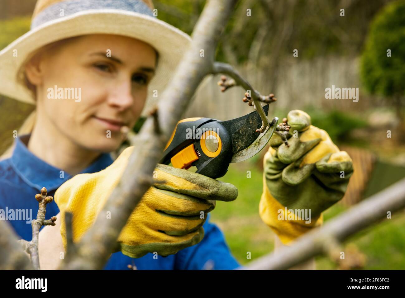 woman cut cherry tree branch with pruning shears. spring gardening