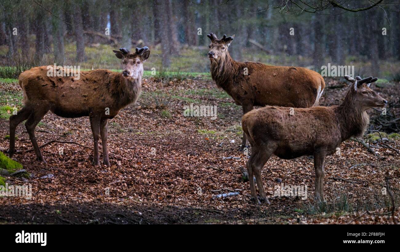 Dülmen, NRW, Germany. 12th Apr, 2021. A trio of red deer stags (dama dama, male), their new growing antlers covered in velvet, seek shelter from the sudden changeable weather with spells of sunshine and hail as well as snow showers, in the expansive woodlands at Dülmen Wildlife Reserve in the Münsterland countryside. Credit: Imageplotter/Ģ����ý Live News Stock Photo