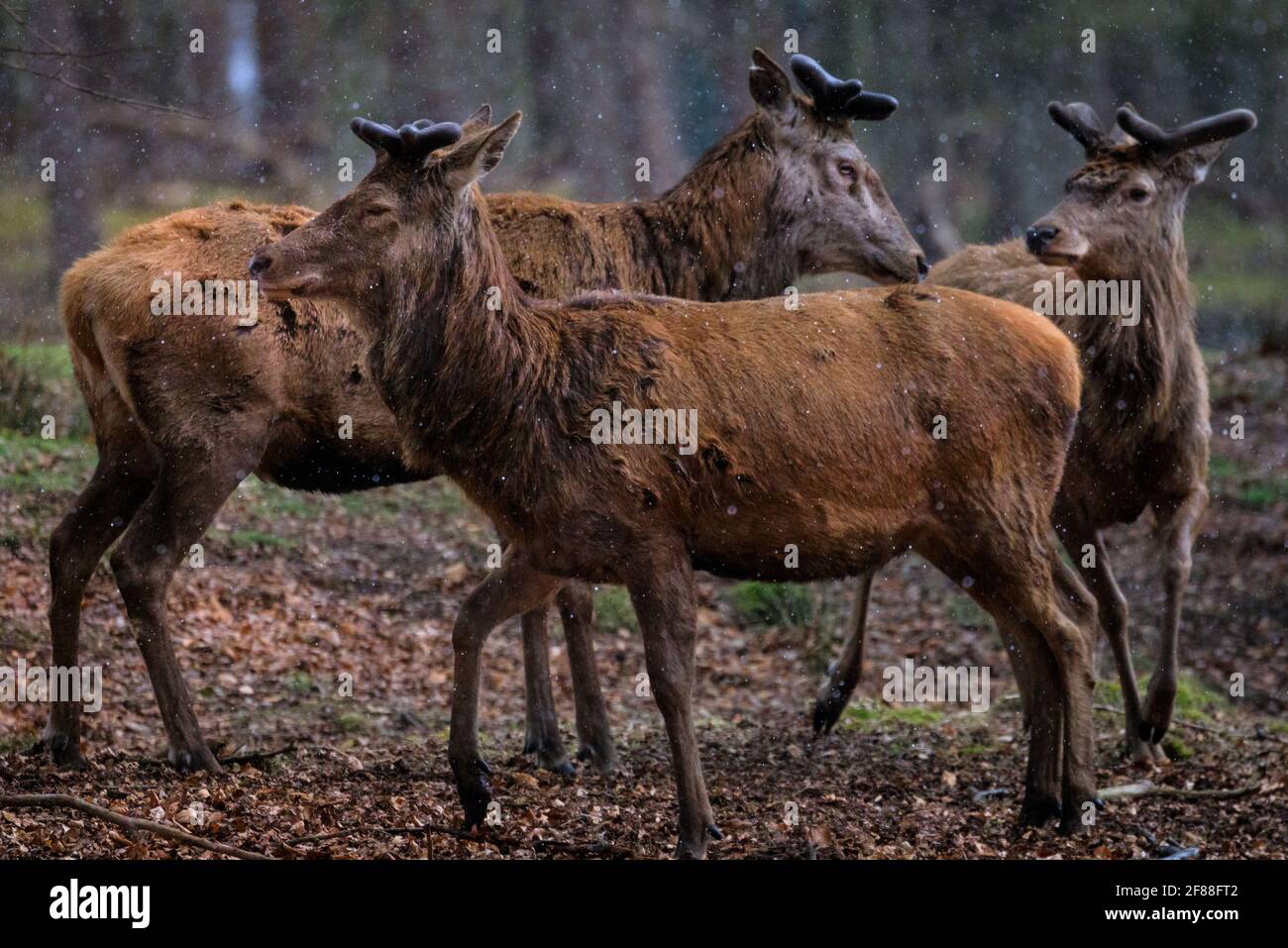 Dülmen, NRW, Germany. 12th Apr, 2021. A trio of red deer stags (dama dama, male), their new growing antlers covered in velvet, seek shelter from the sudden changeable weather with spells of sunshine and hail as well as snow showers, in the expansive woodlands at Dülmen Wildlife Reserve in the Münsterland countryside. Credit: Imageplotter/Alamy Live News Stock Photo