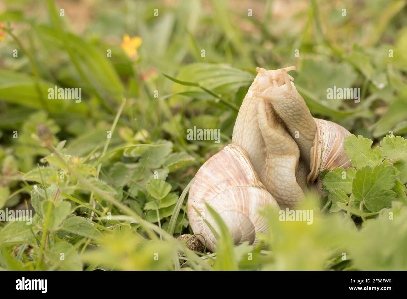 Roman snails (Helix pomatia) courtship and mating. Surrey, UK Stock