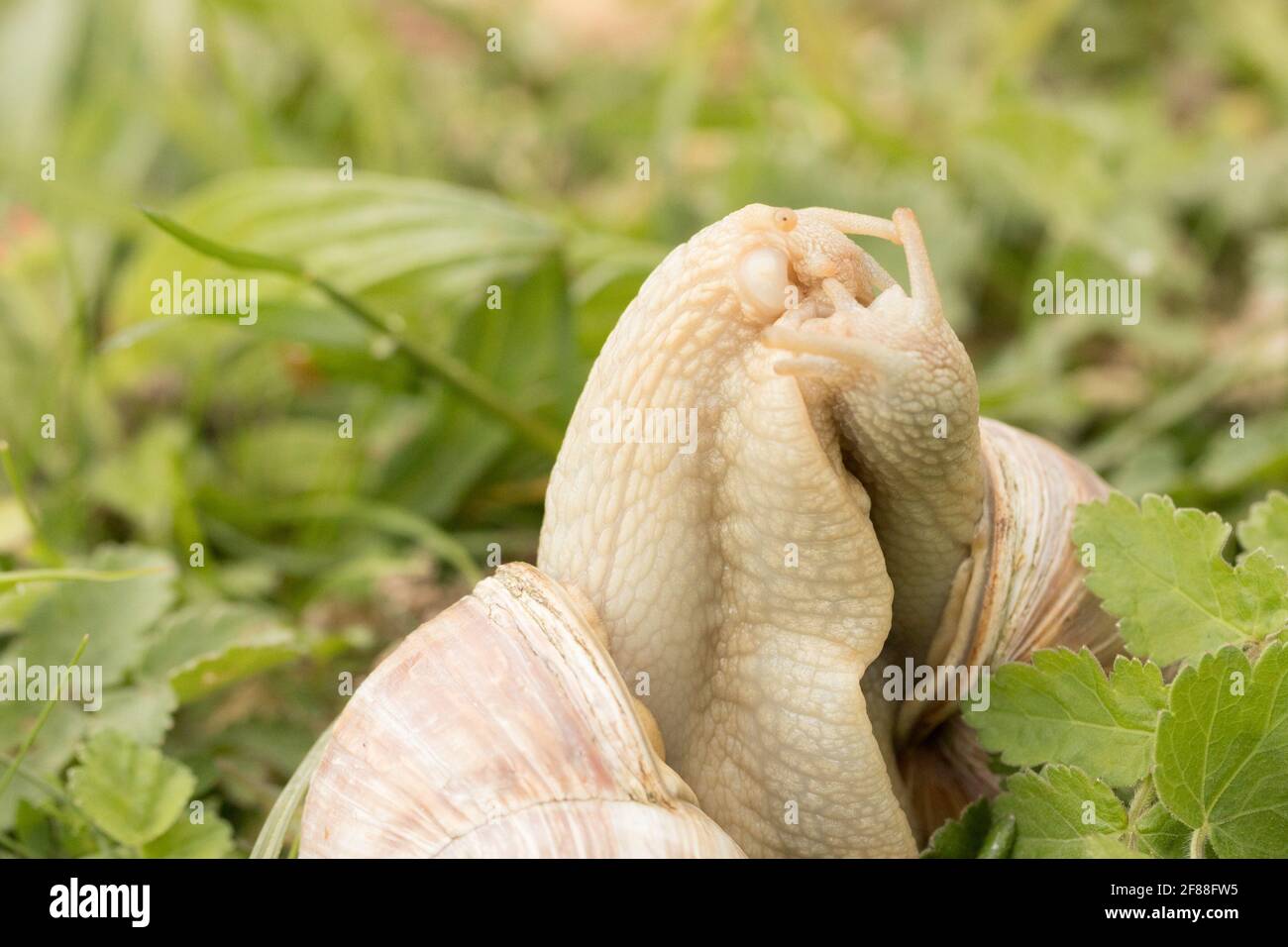 Roman snails (Helix pomatia) courtship and mating. Surrey, UK Stock Photo Alamy