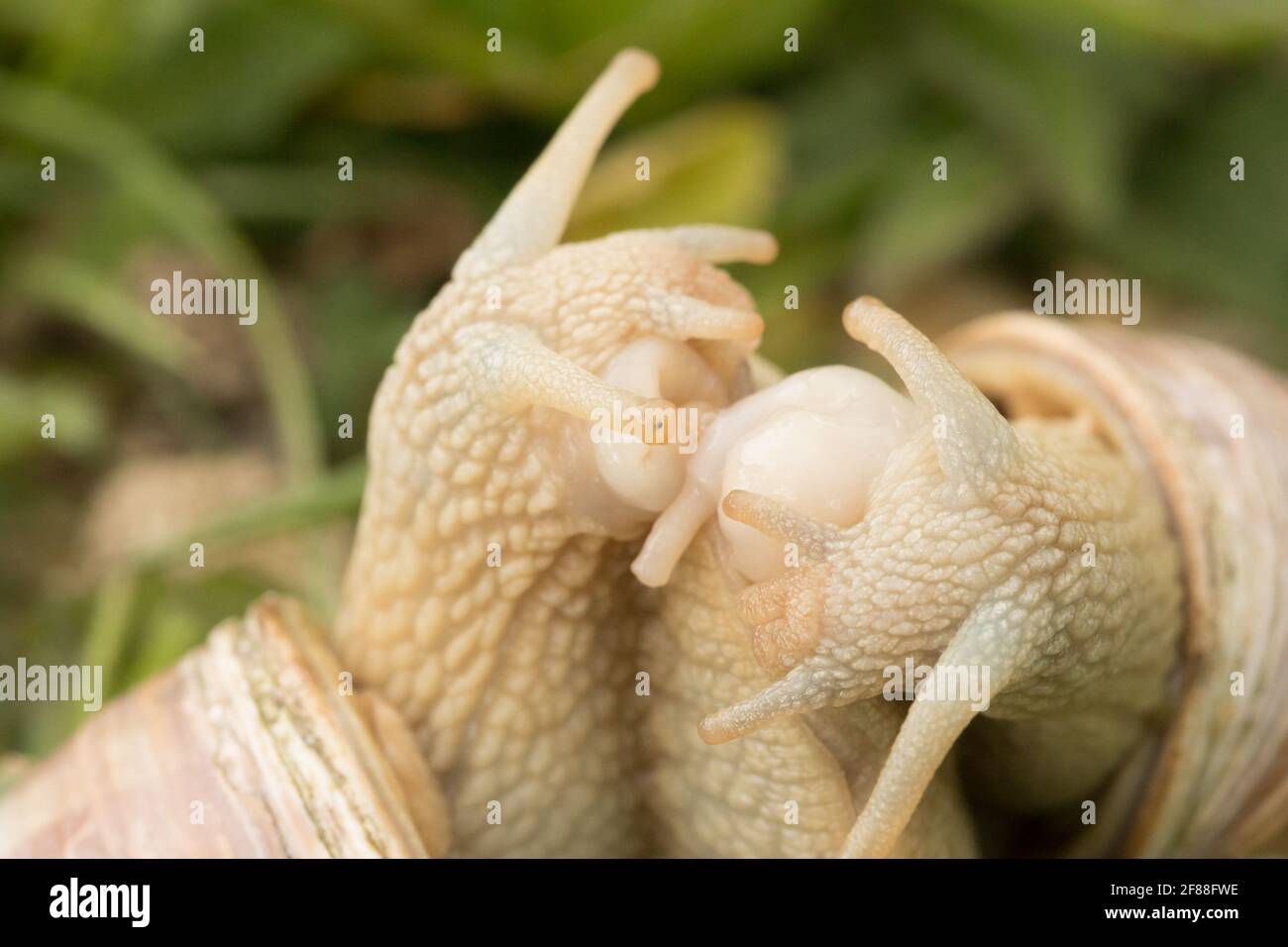 Roman snail mating hires stock photography and images Alamy