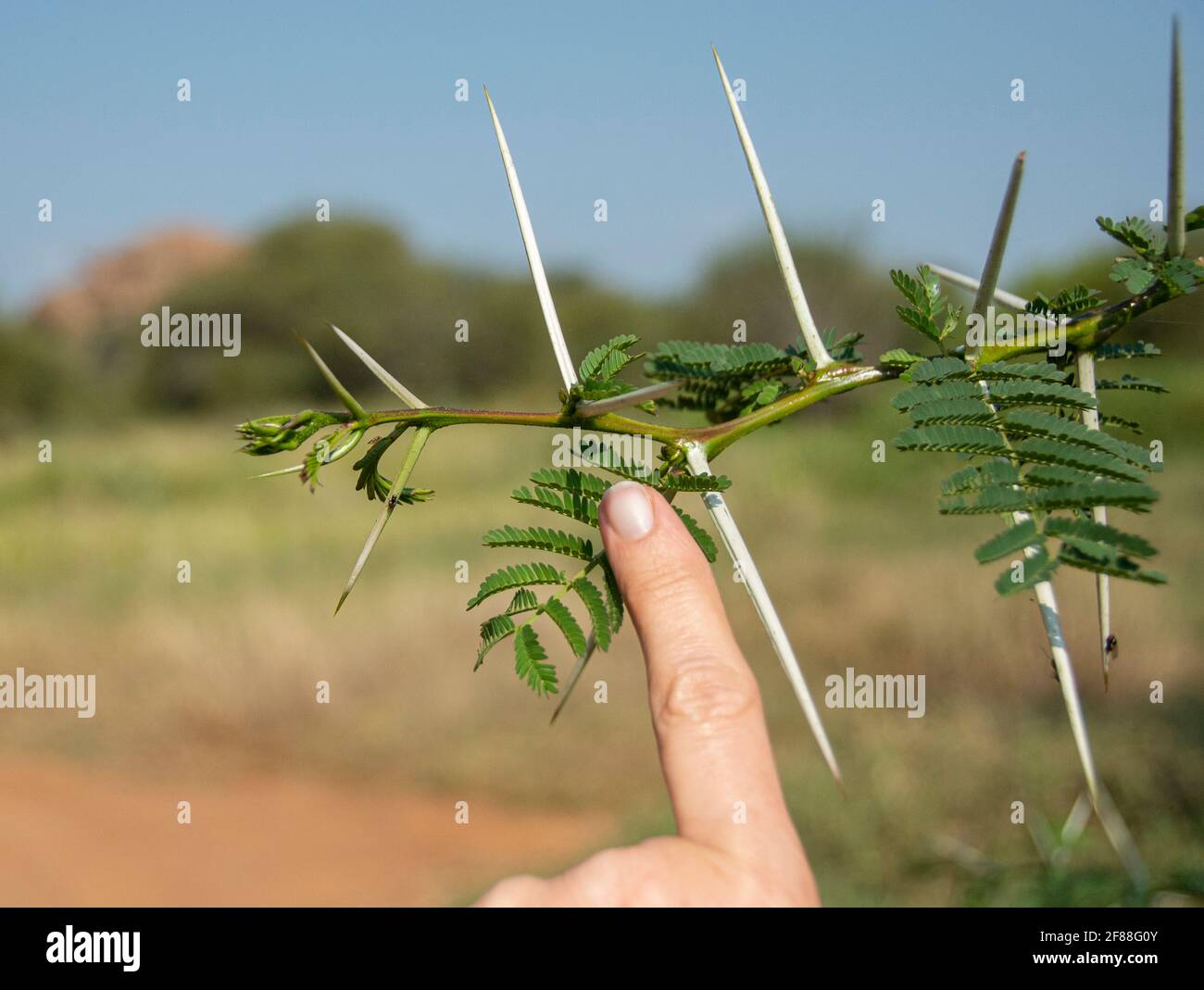 three inch long thorns on a Acacia tree in Kenya, used to prevent herbivore animals from eating the leaves Stock Photo