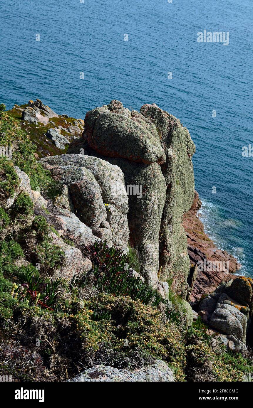 Great Britain, Jersey Island, cliffs and plants on Corbiere Bay Stock Photo  - Alamy