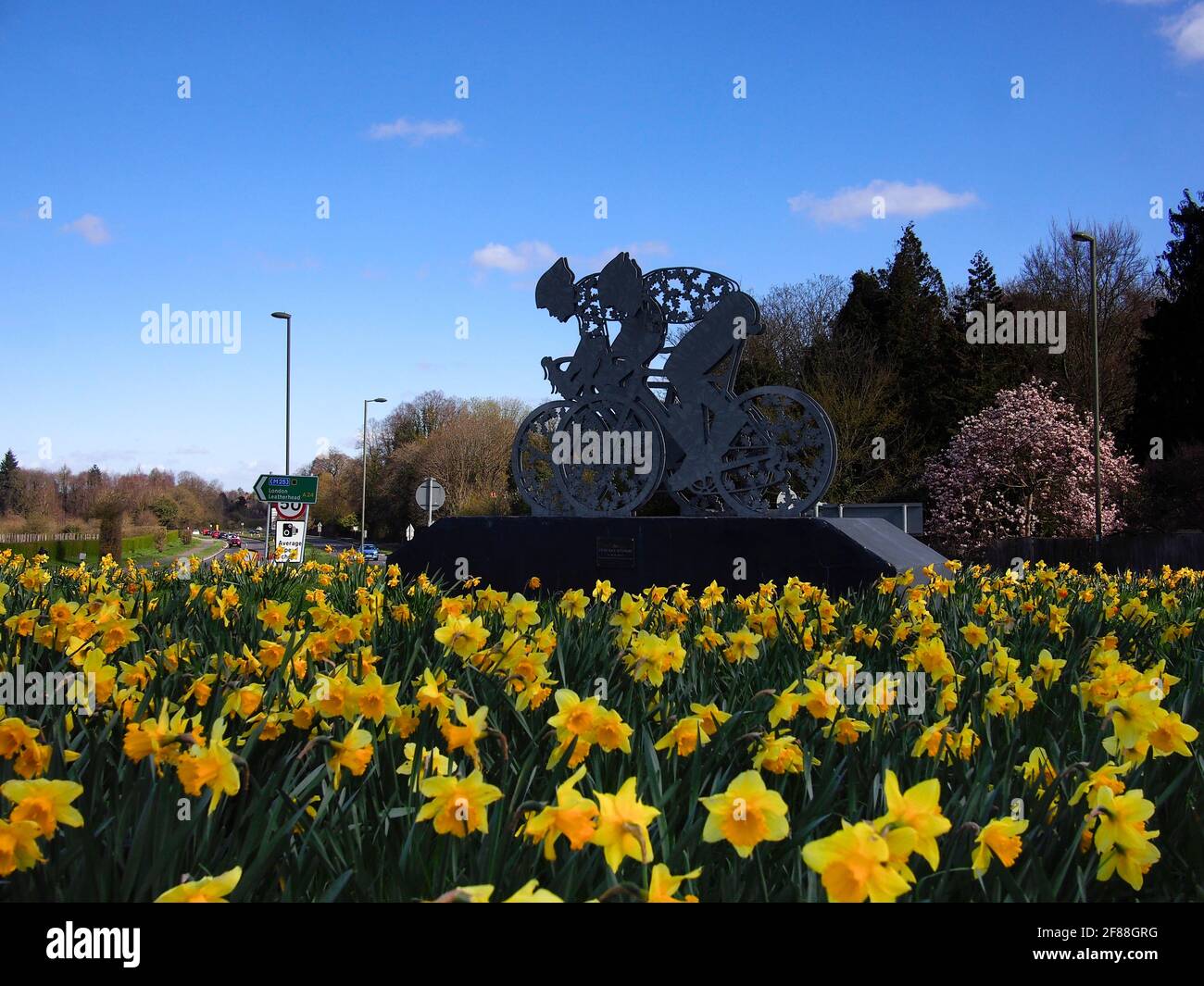 Daffodils and Cyclists on the A24 near Dorking Stock Photo