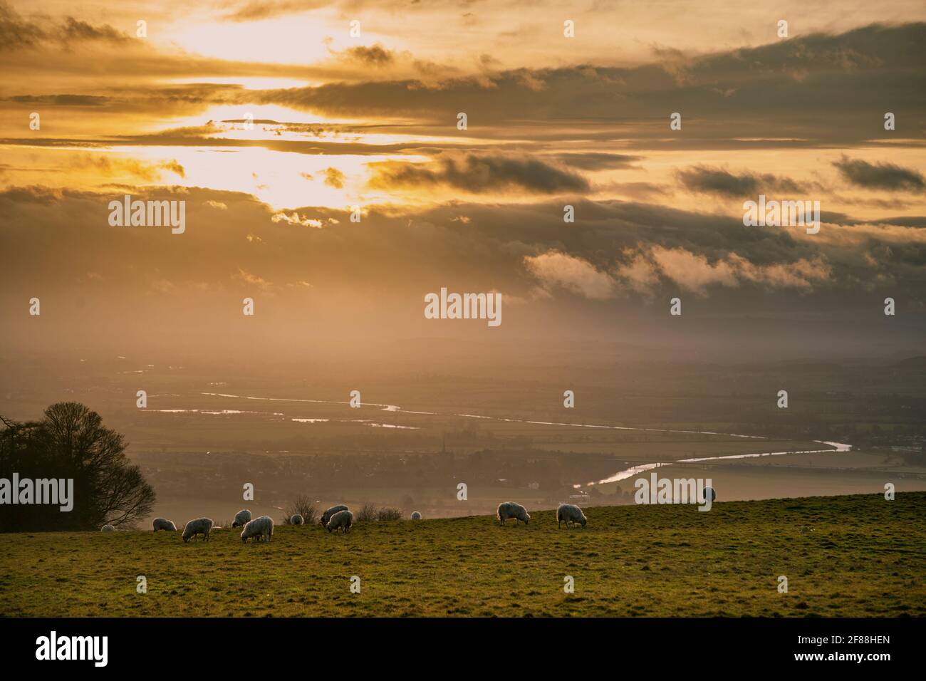 Sheep grazing on Bredon Hill with the River Avon meandering across the Gloucestershire/Worcestershire countryside, England Stock Photo