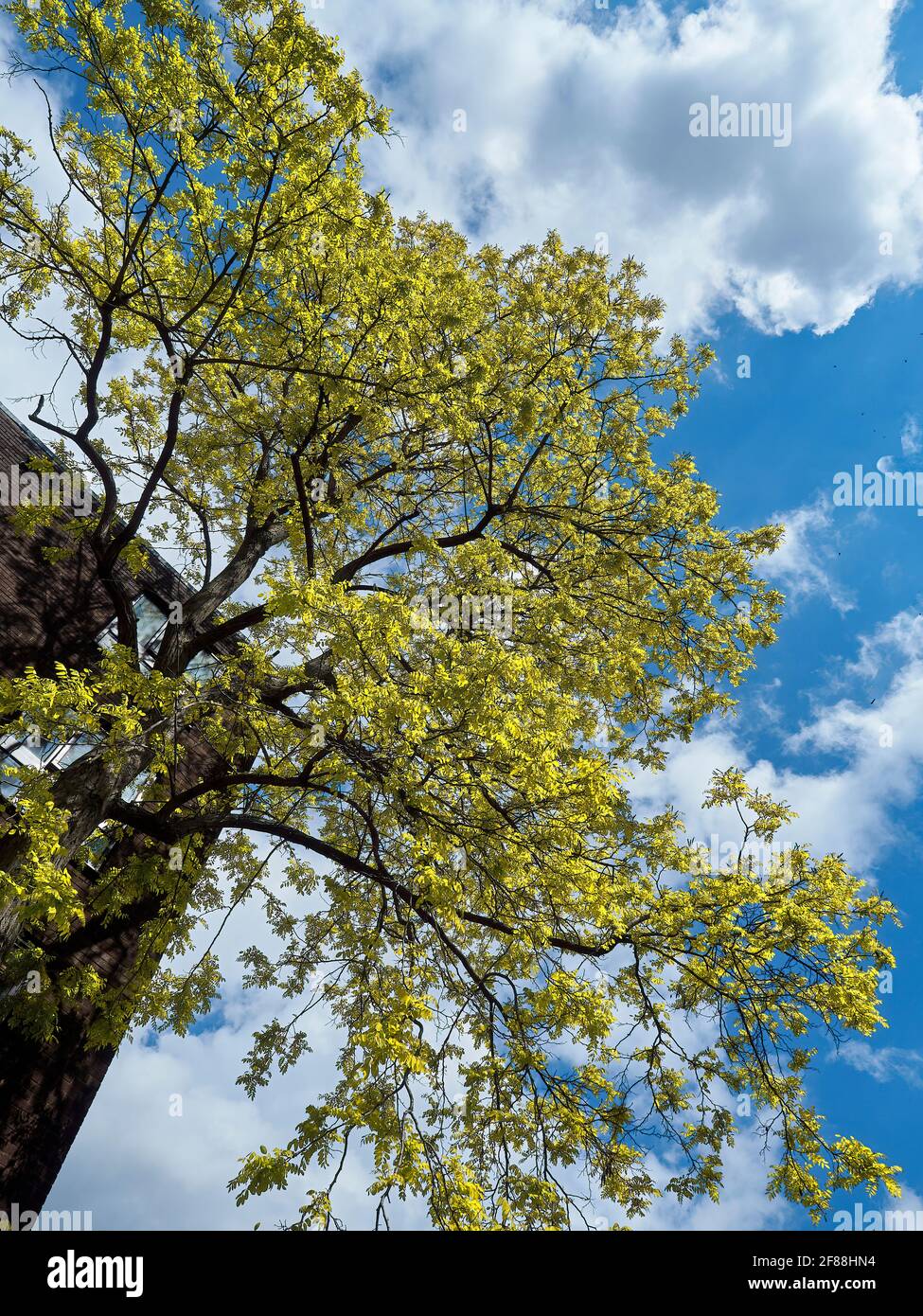 The bright yellow, sunlit leaves of a locust tree near flats, against a bright blue sky, with fluffy white clouds. Stock Photo