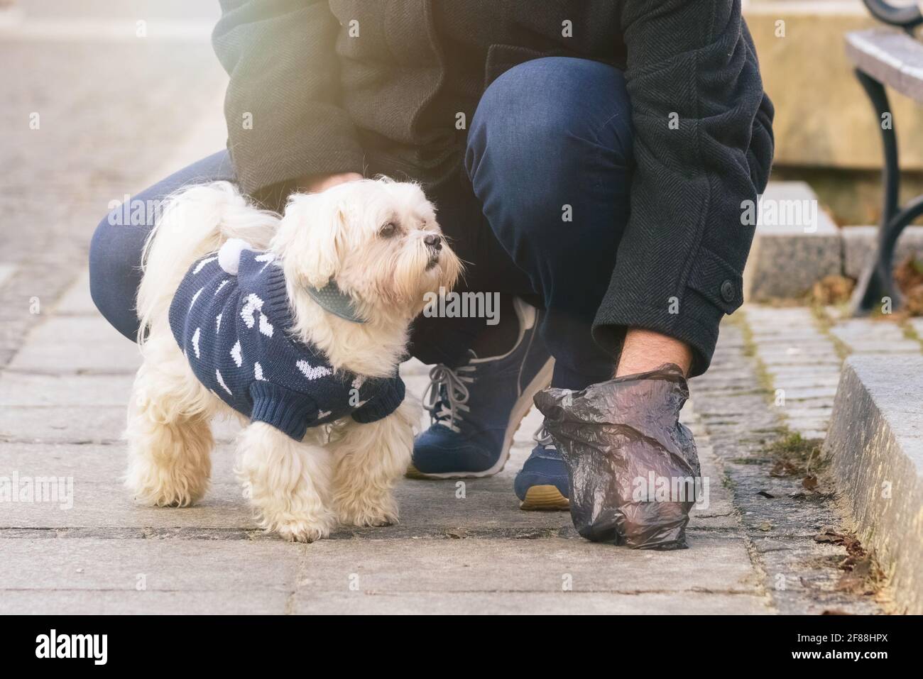 Why Do Dogs Poop While Walking