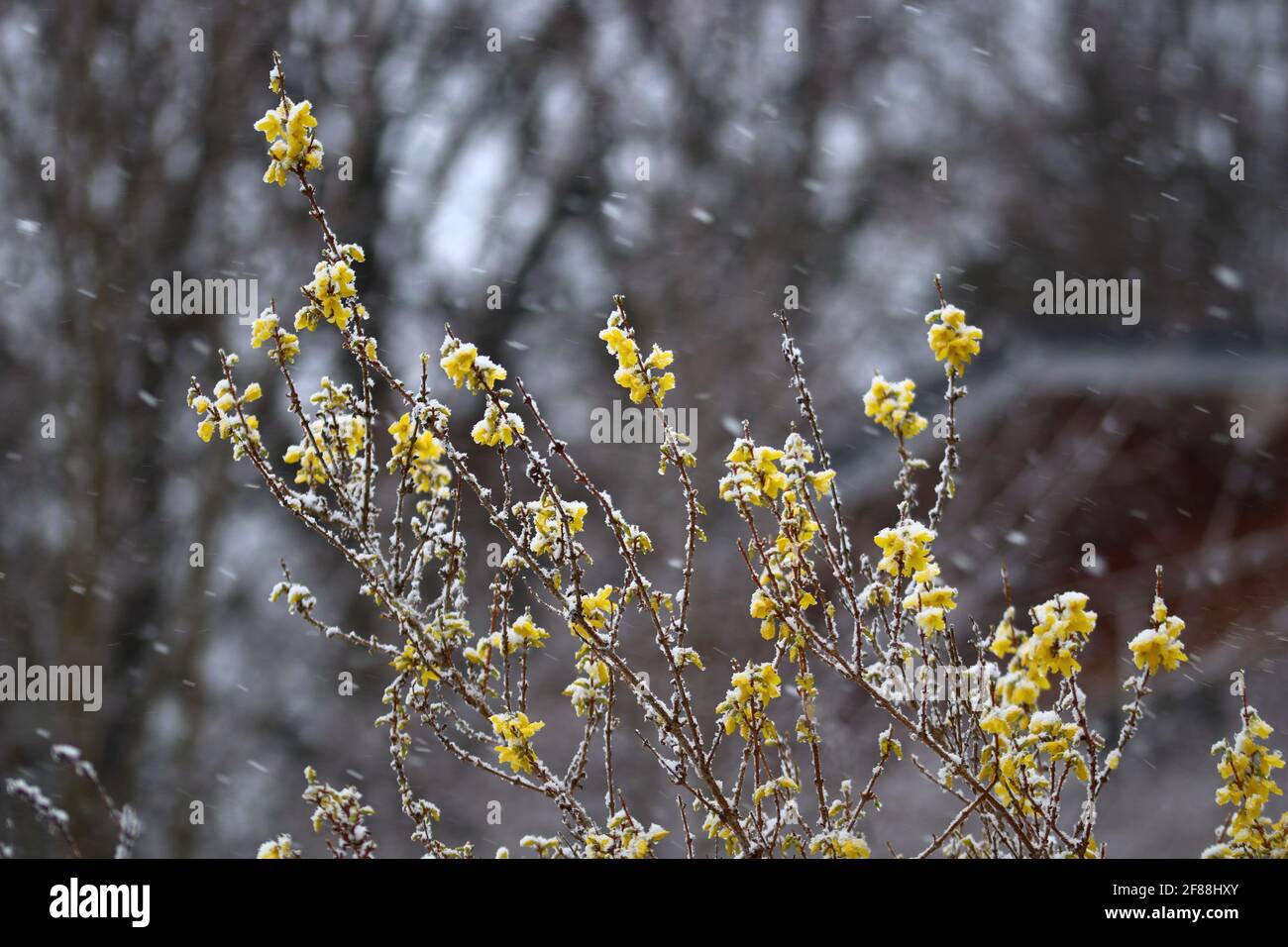 Plants in snow hires stock photography and images Alamy