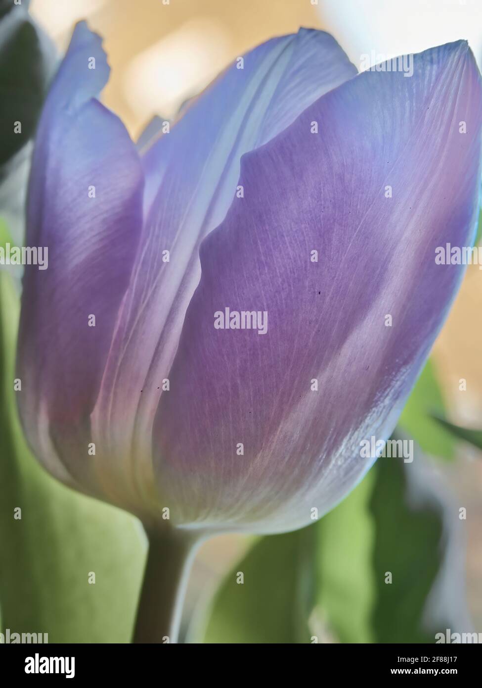 A light purple tulip flower head in extreme close-up, filling the frame. Sunlight from a nearby window filters through the petals to give a fresh glow Stock Photo