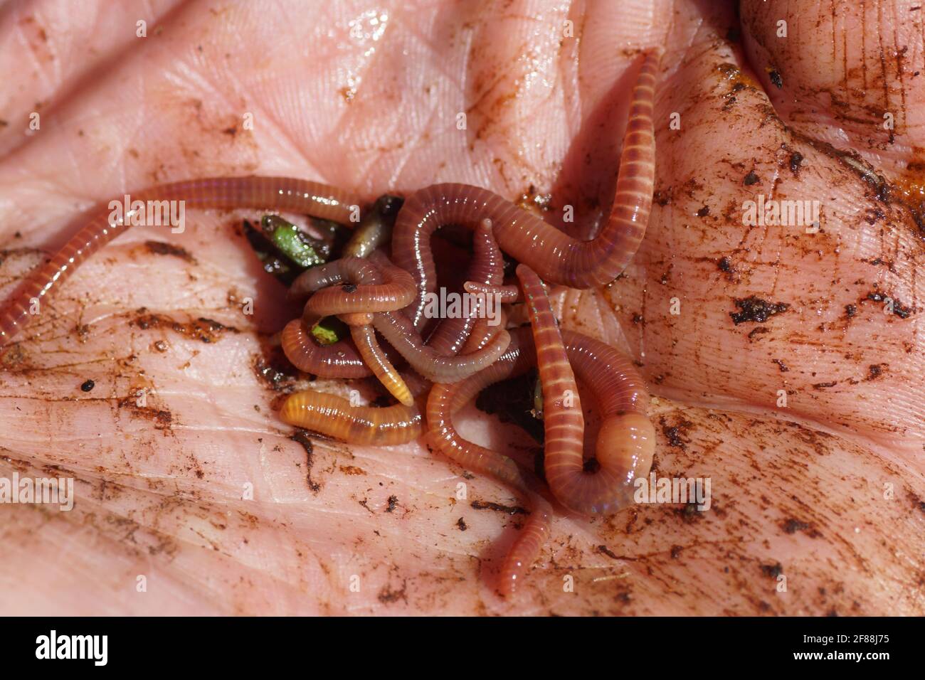 Earthworms of the family Lumbricidae in the hand. From the compost heap. Dutch garden, April, Spring, Netherlands. Stock Photo