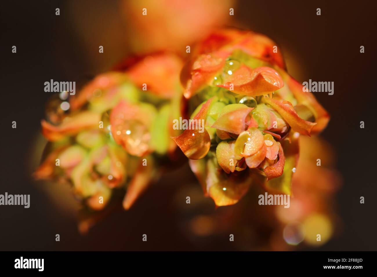close up of blueberry buds Stock Photo Alamy