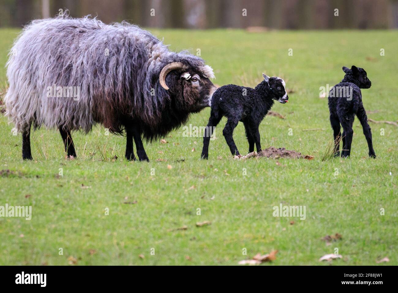 Dülmen, NRW, Germany. 12th Apr, 2021. Happy looking Heidschnucke breed lambs, all between a few days and two weeks old, explore their surroundings, cautiously protected by their mums and the small herd of Heidschnucke sheep, a breed of long-haired moorland sheep from Northern Germany. The herd is kept by forest management at Dülmen wildlife reserve in the Münsterland countryside. Credit: Imageplotter/Ä¢¹½´«Ã½ Live News Stock Photo