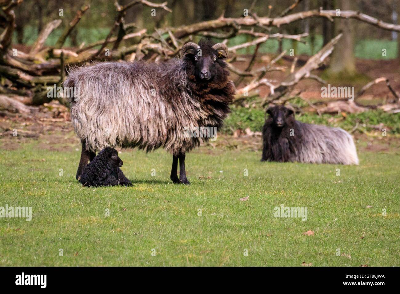 Dülmen, NRW, Germany. 12th Apr, 2021. Happy looking Heidschnucke breed lambs, all between a few days and two weeks old, explore their surroundings, cautiously protected by their mums and the small herd of Heidschnucke sheep, a breed of long-haired moorland sheep from Northern Germany. The herd is kept by forest management at Dülmen wildlife reserve in the Münsterland countryside. Credit: Imageplotter/Ä¢¹½´«Ã½ Live News Stock Photo