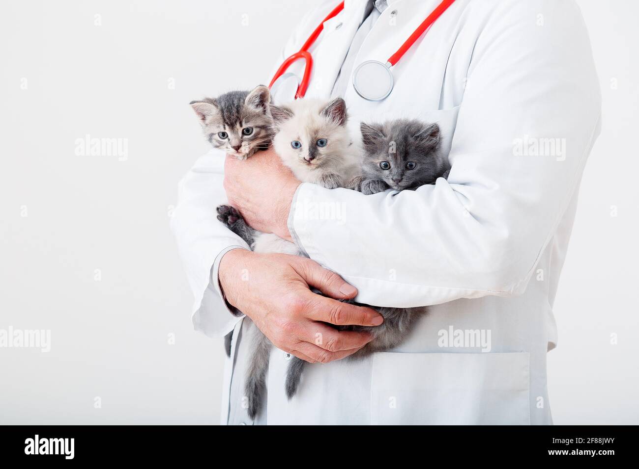 Cat kitten in Vet doctor hands. Veterinarian Doctor with stethoscope