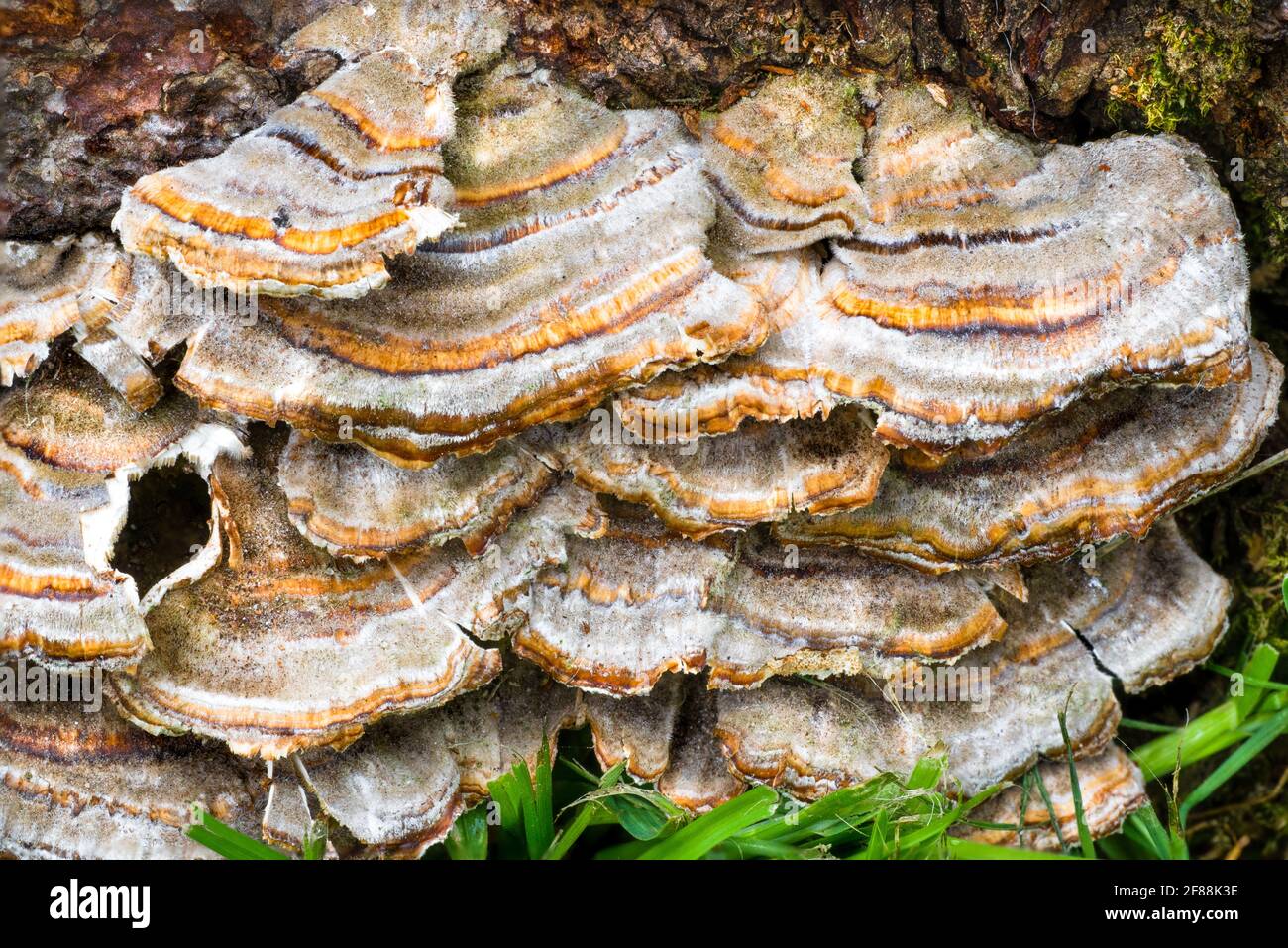Extreme close-up of fungus growing at the base of a tree Stock Photo