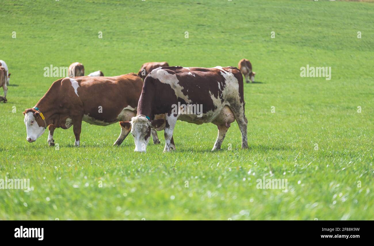 Happy cows are grazing on the meadow, spring time Stock Photo - Alamy