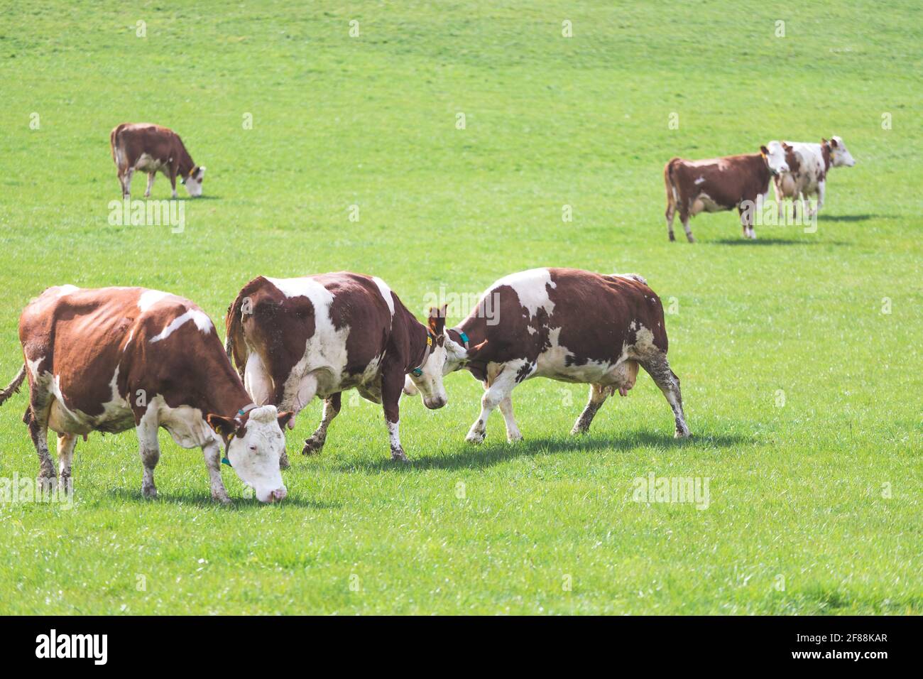 Spring Time Cow Happy cows playing on hi-res stock photography and images - Alamy