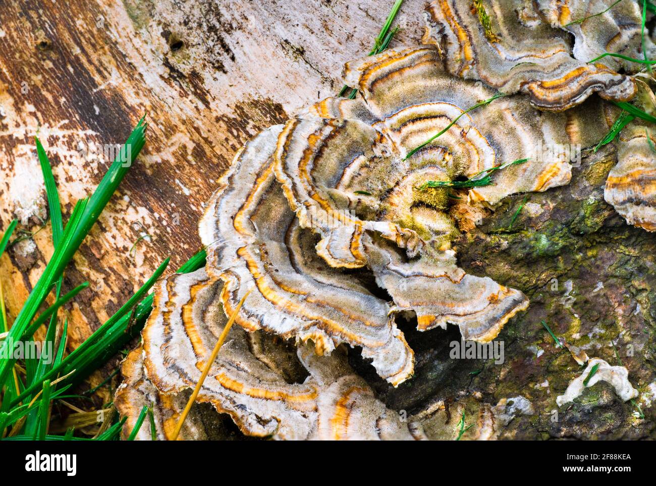 Extreme close-up of fungus growing at the base of a tree Stock Photo