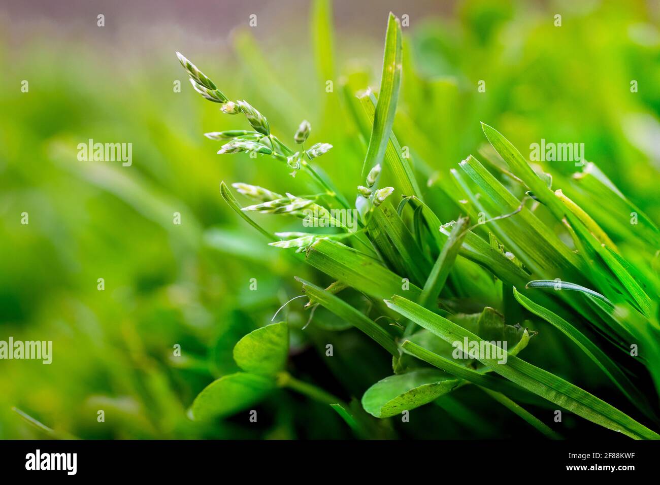 Close up extreme close up grass hi-res stock photography and images - Alamy