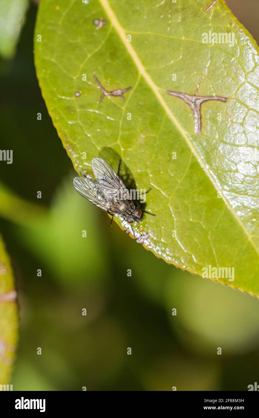A Muscidae fly Stock Photo