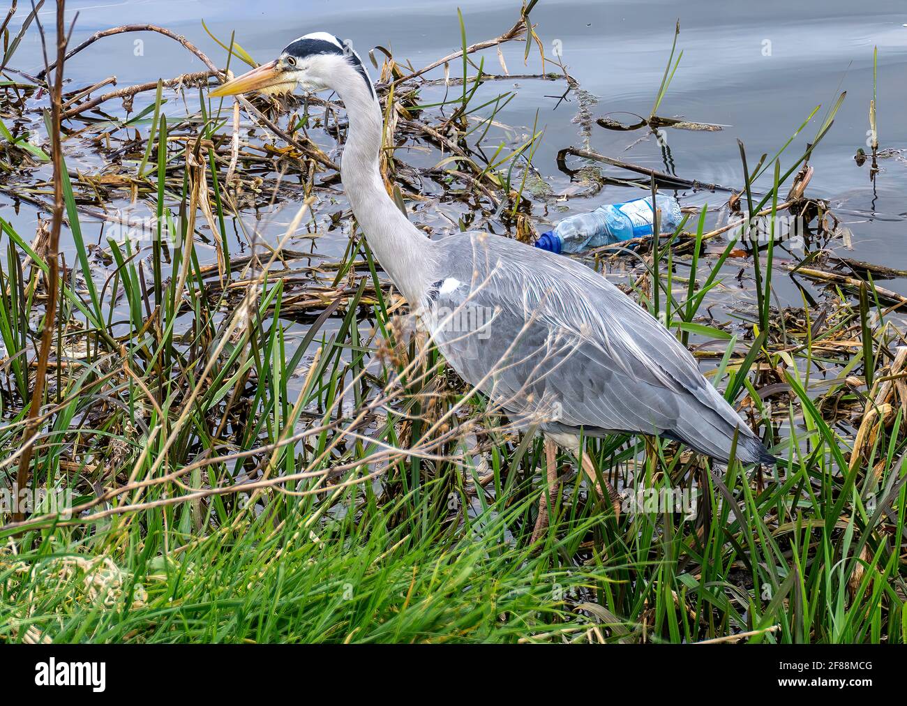 Heron. Close up of a heron stalking its prey among the reeds of the River Liffey in Dublin, Ireland with a plastic bottle for company. Stock Photo
