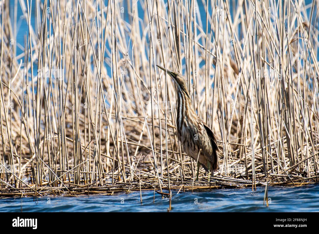 American bittern in a concealment pose with neck stretched and bill pointed skyward. Stock Photo