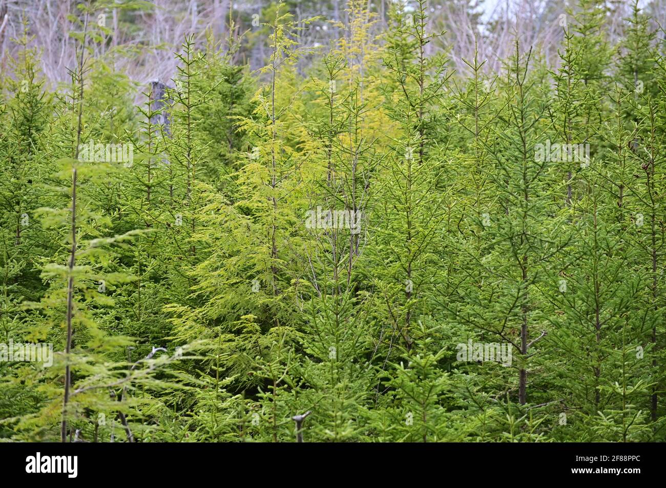 Conifer needle in spring. Spruce in spring. Stock Photo
