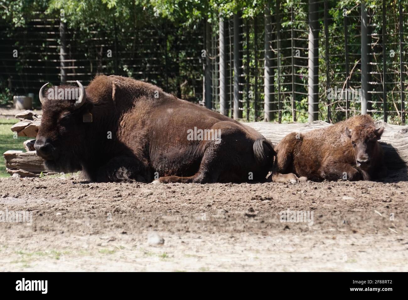 Bronx NY 20200904Bronx Zoo Finally Fully Reopens to Guests After