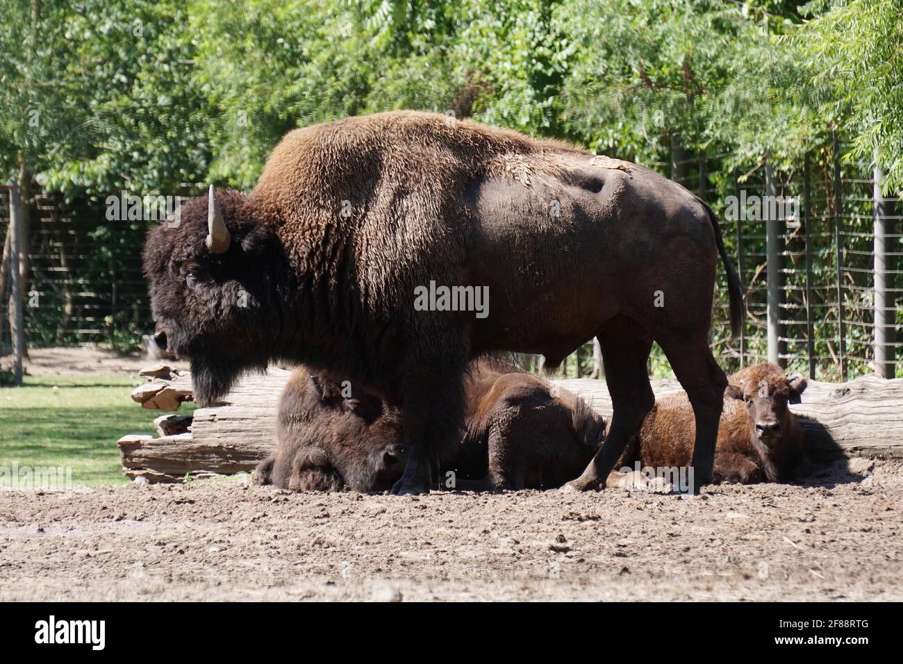 Bronx NY 20200904Bronx Zoo Finally Fully Reopens to Guests After