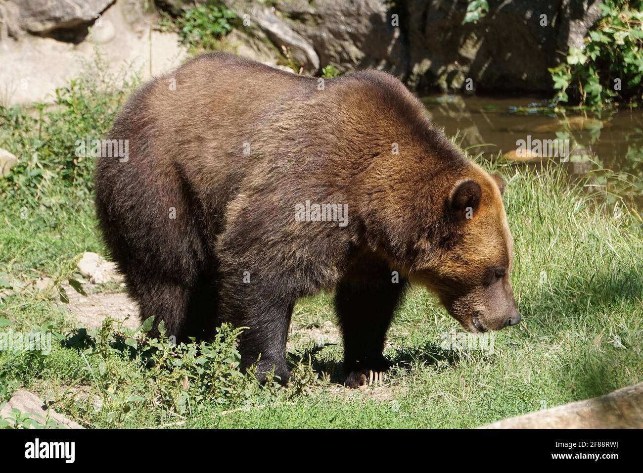 Isabella mask hires stock photography and images Alamy