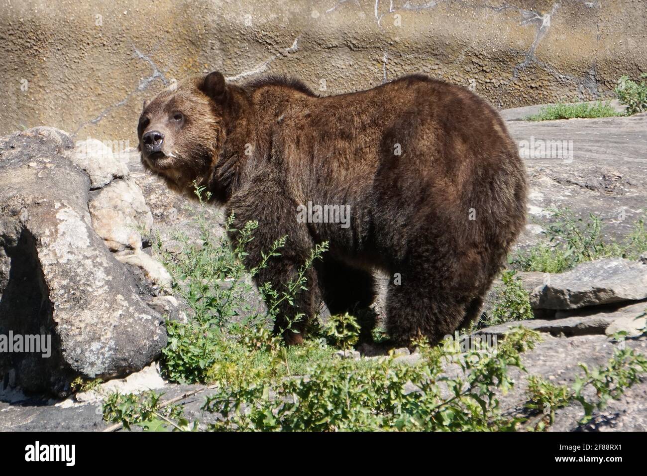 Bronx NY 20200904Bronx Zoo Finally Fully Reopens to Guests After