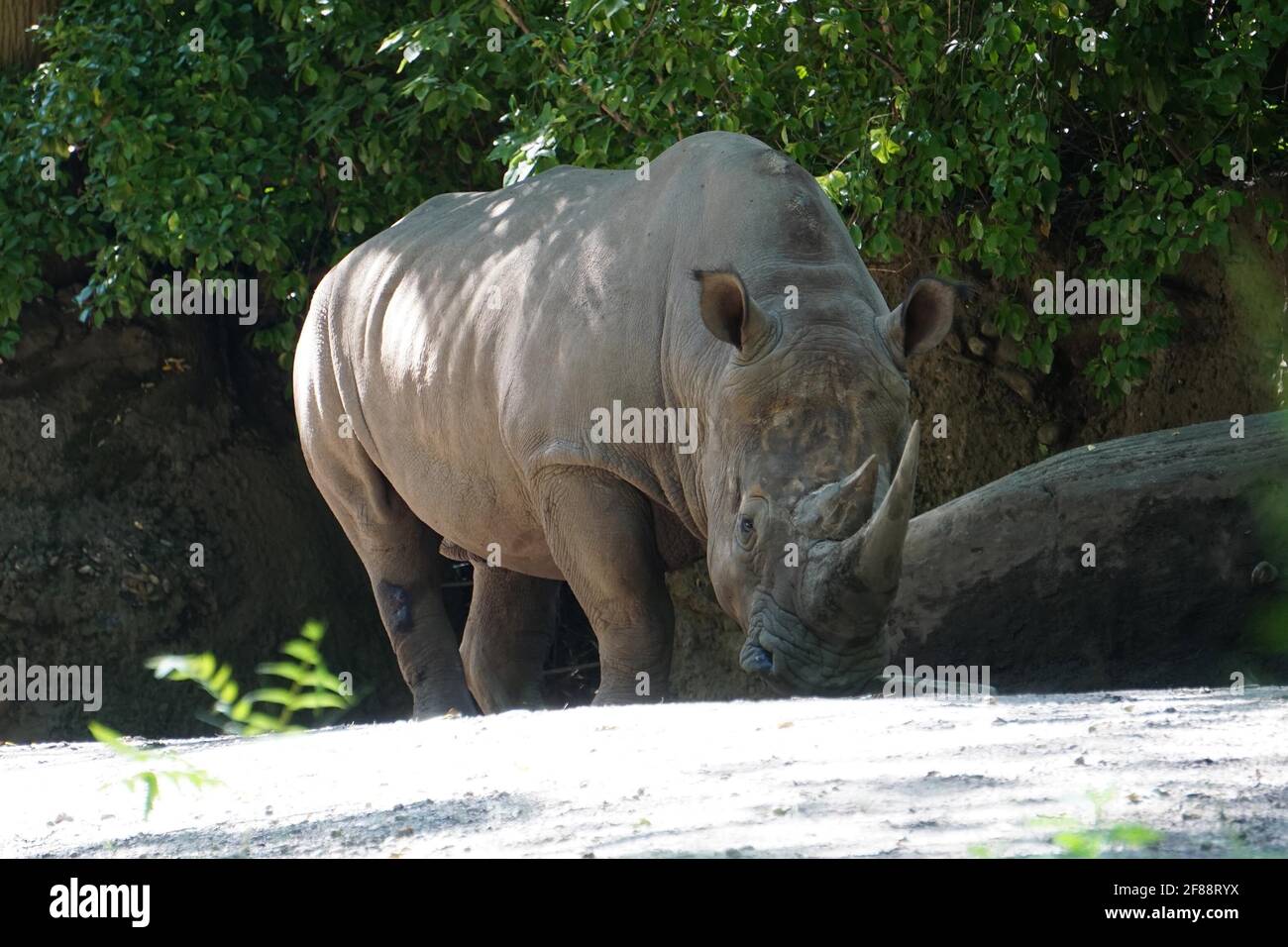 Bronx NY 20200904Bronx Zoo Finally Fully Reopens to Guests After