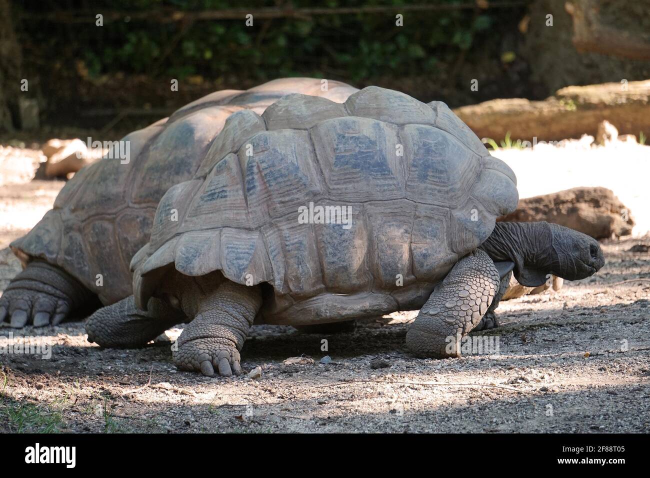 Bronx NY 20200904Bronx Zoo Finally Fully Reopens to Guests After