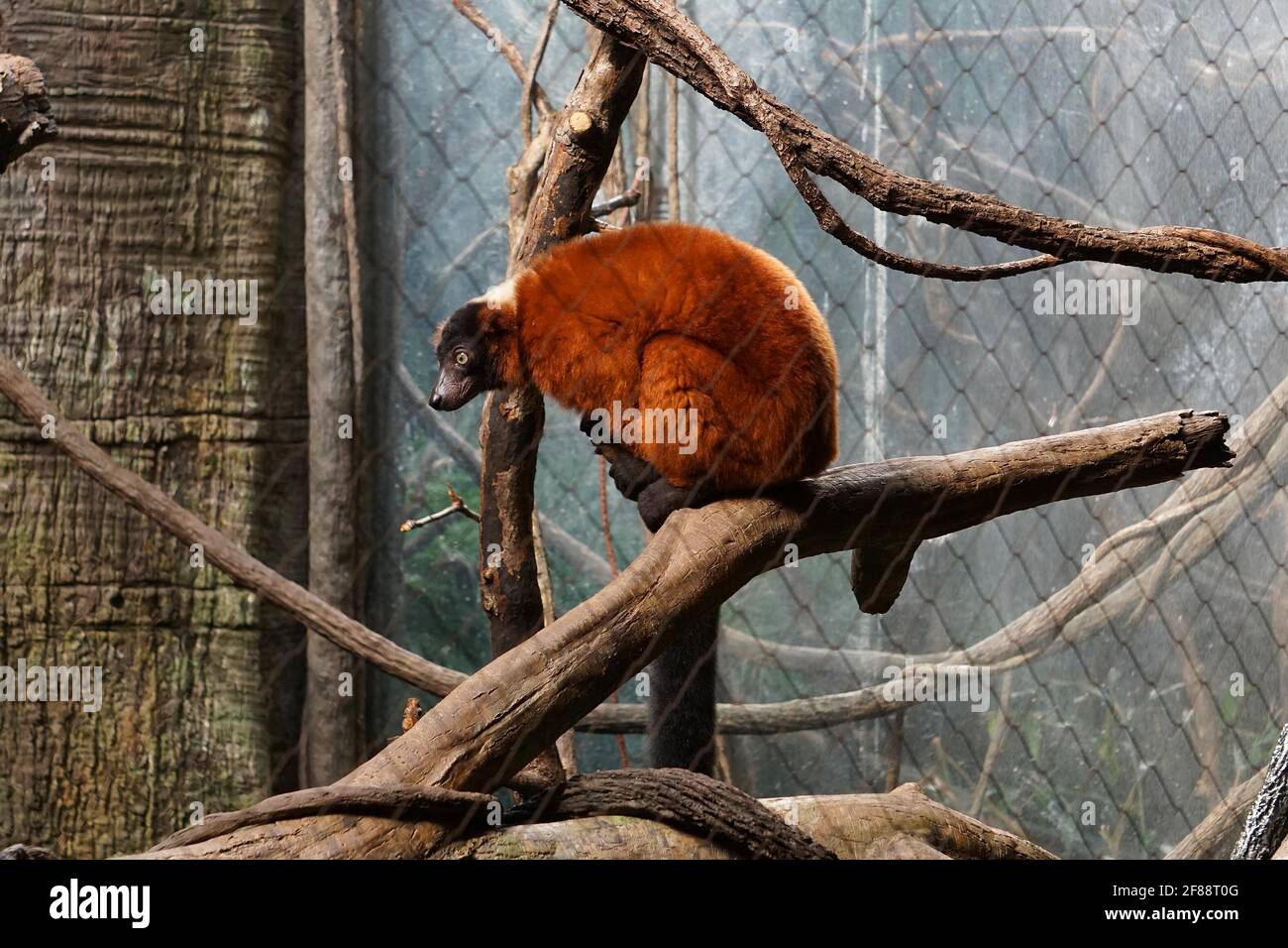 Bronx NY 20200904Bronx Zoo Finally Fully Reopens to Guests After