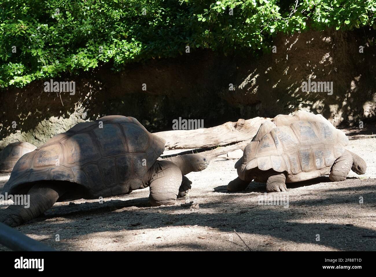 Bronx NY 20200904Bronx Zoo Finally Fully Reopens to Guests After