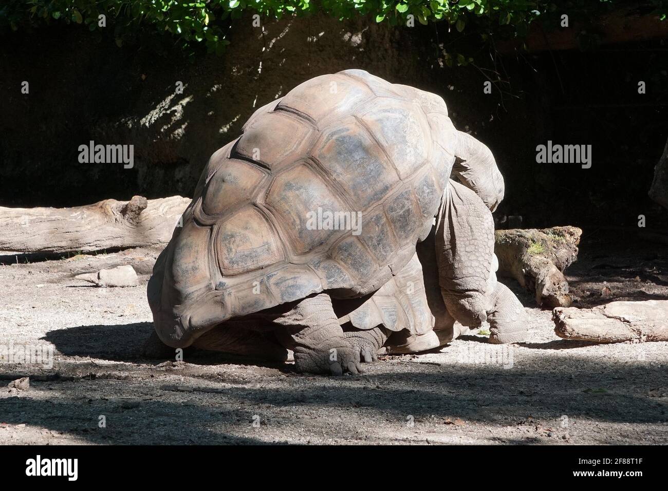 Bronx NY 20200904Bronx Zoo Finally Fully Reopens to Guests After
