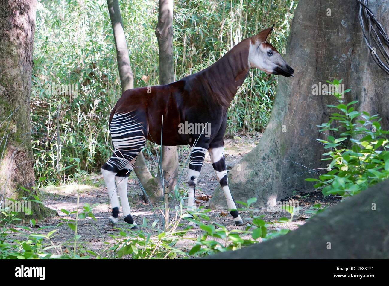 Closely related to the giraffe hi-res stock photography and images - Alamy