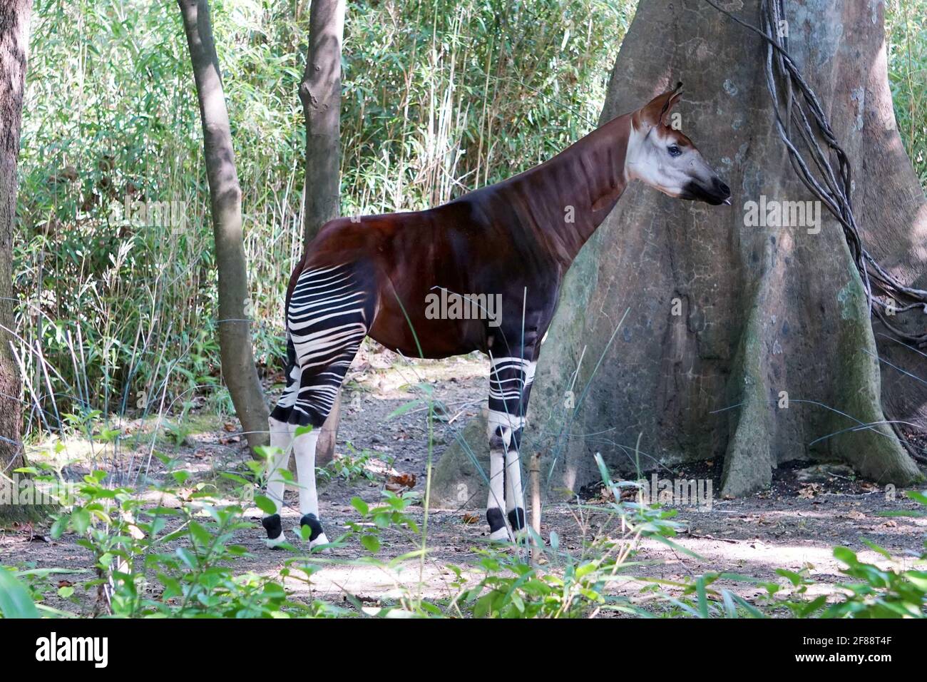 Closely related to the giraffe hi-res stock photography and images - Alamy Closely related to the giraffe hi-res stock photography and images - Alamy