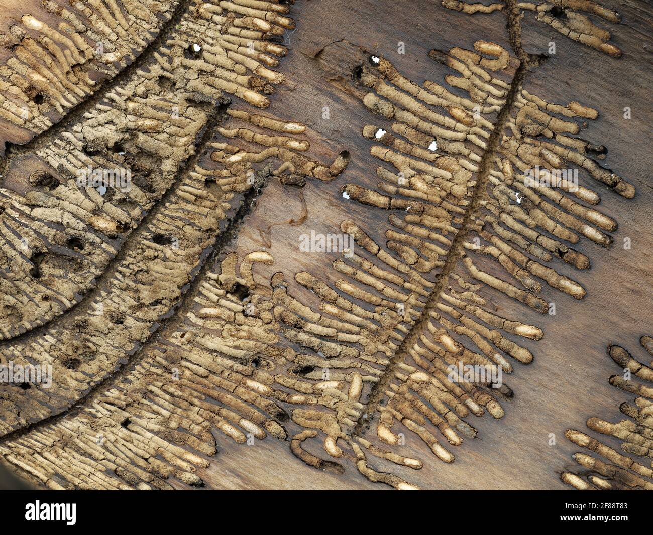 residues of a larva of a european bark beetle, Ips typographus, in a tree bark Stock Photo